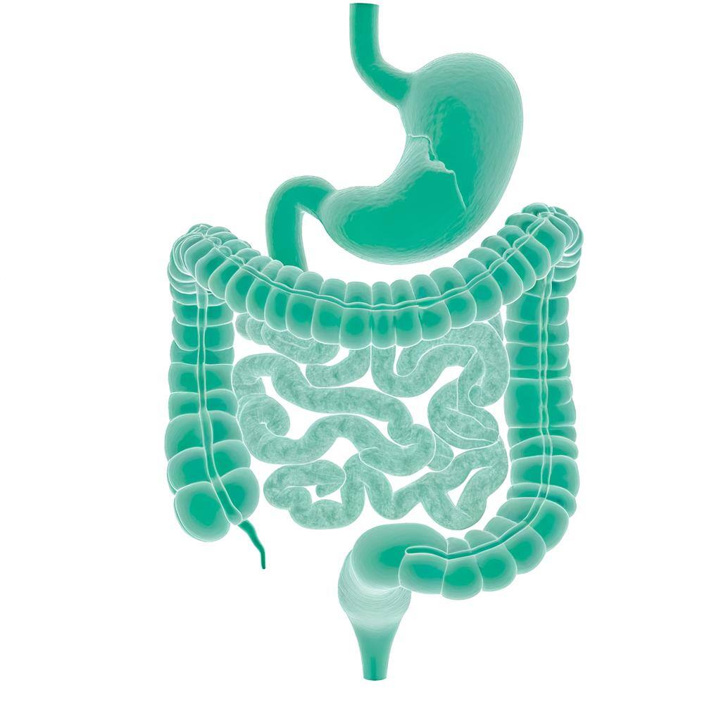 a mint green GI tract, white background