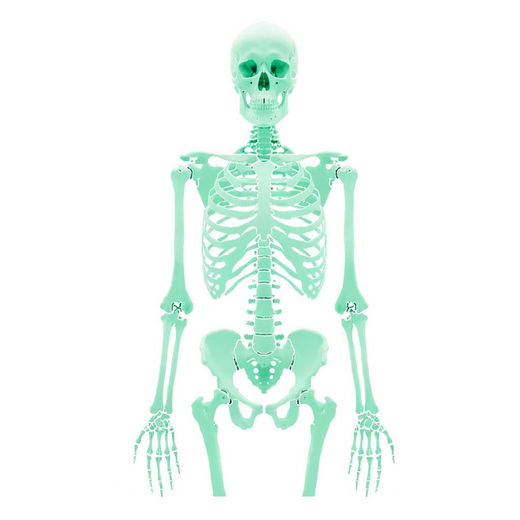 a mint green human skeleton, white background