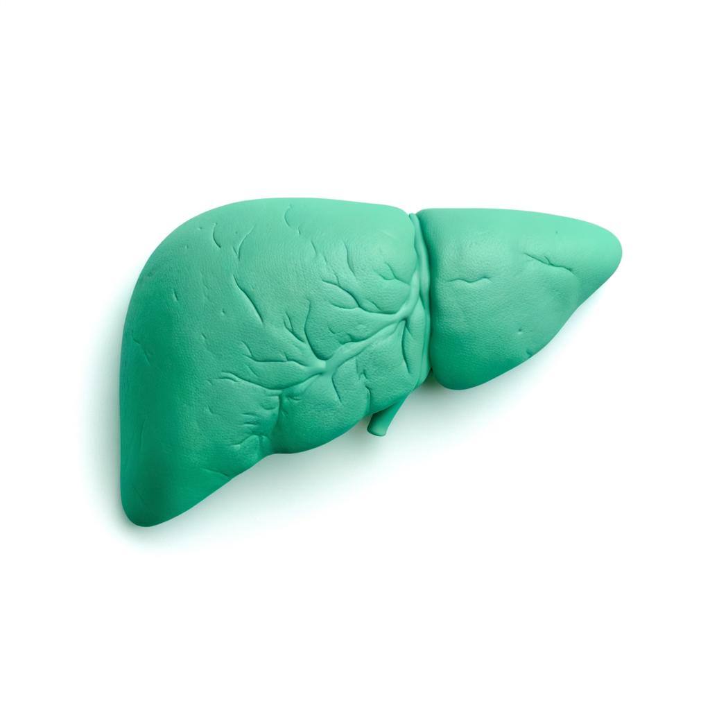 a mint green liver, white background