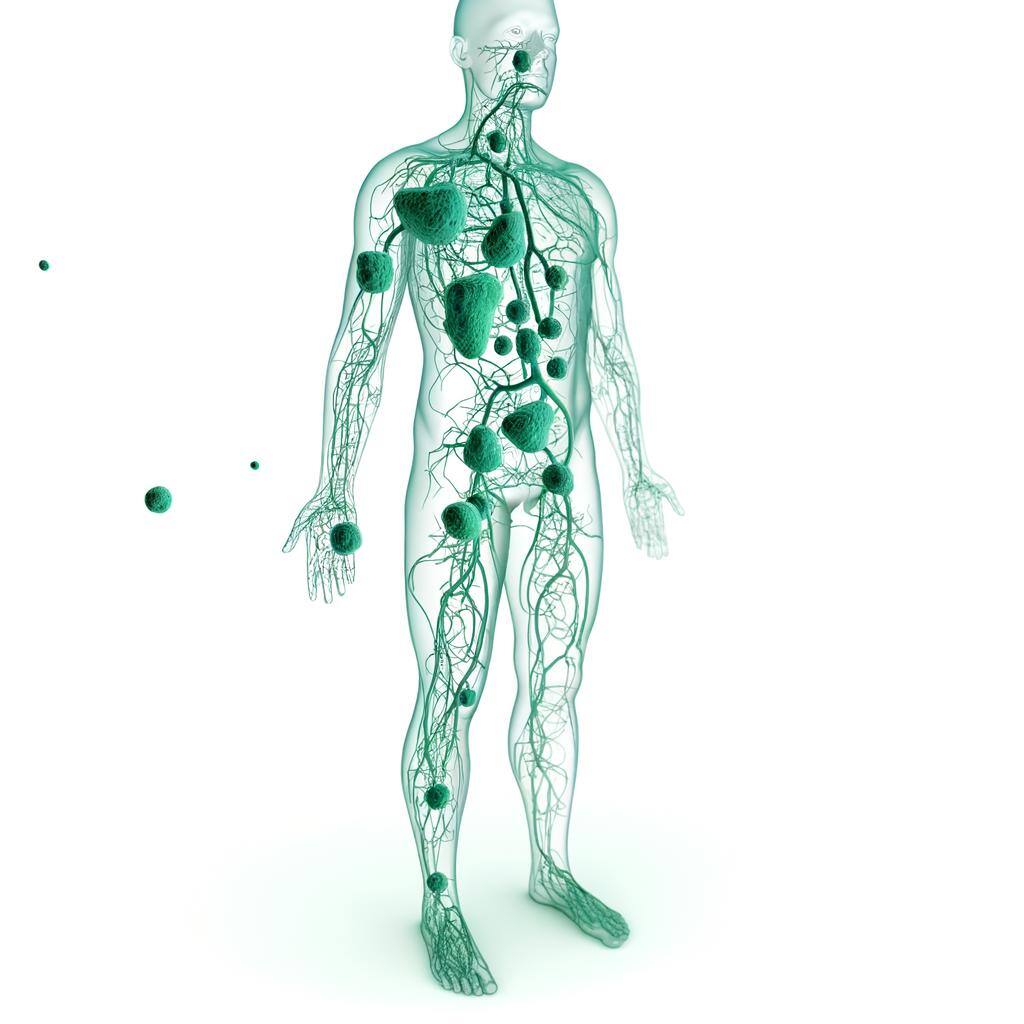 a mint green lymph node system, white background