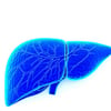 a windows blue human liver with a white background