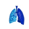 windows blue human lung on a white background